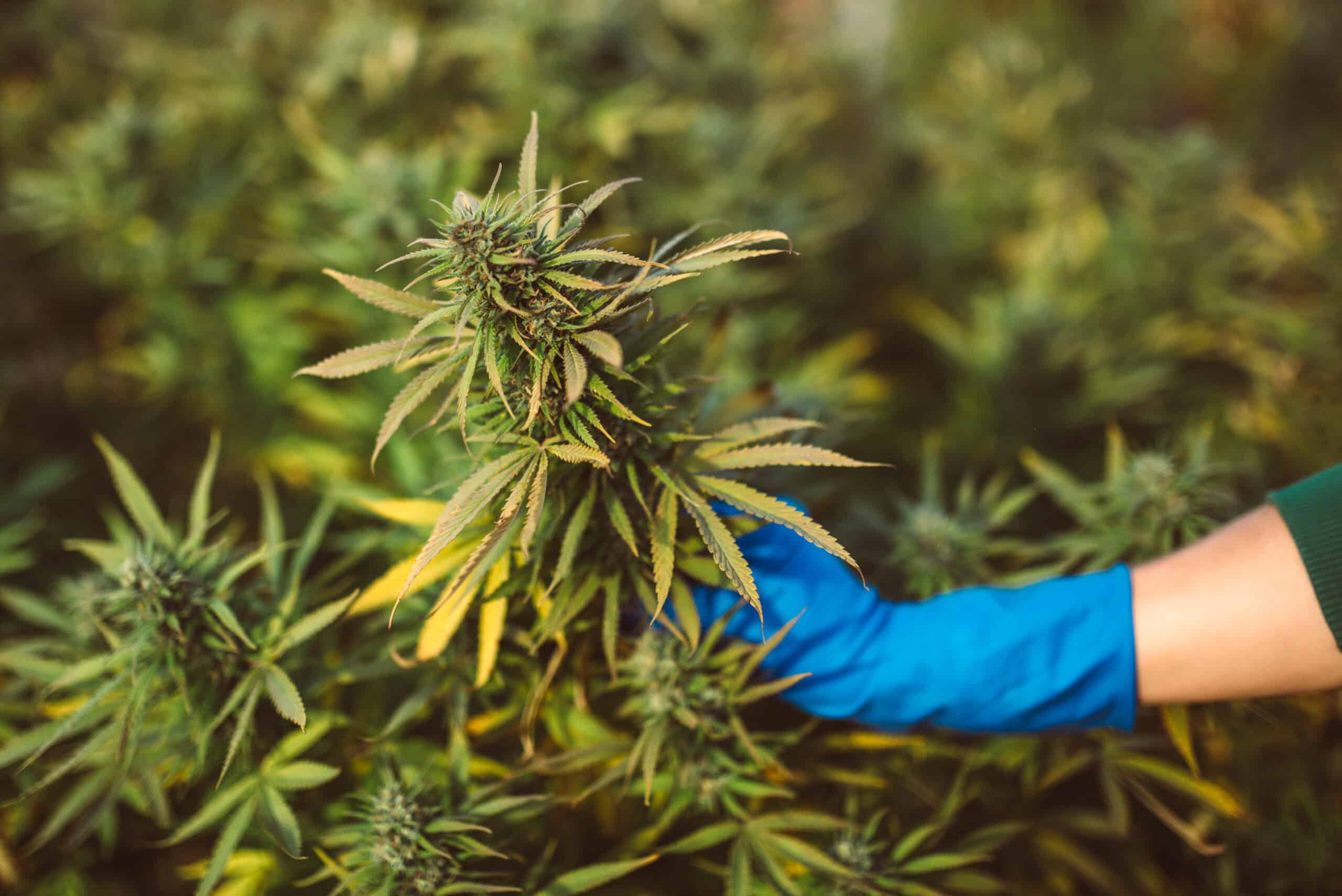 Durban Poison CBD cannabis strain medical cannabis strain being grown in the field